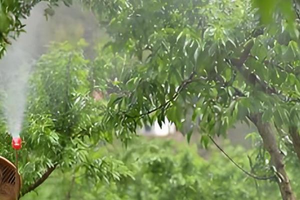 六月份桃树打什么药,要打乐斯本乳油、石硫合剂等