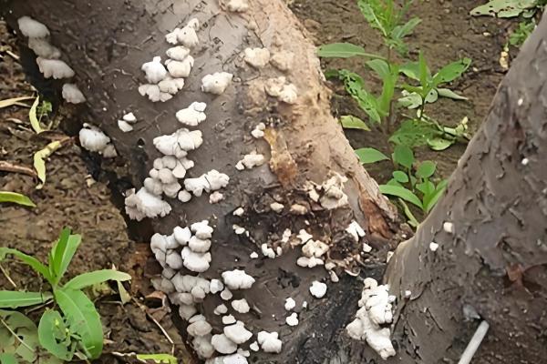 六月份桃树打什么药,要打乐斯本乳油、石硫合剂等