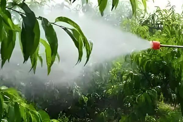 六月份桃树打什么药,要打乐斯本乳油、石硫合剂等