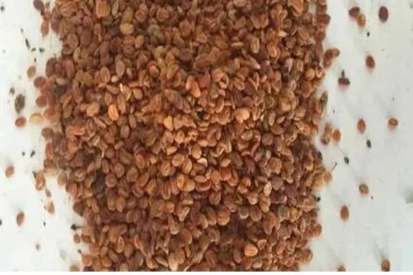 金银花的种植方式,以播种和扦插为主