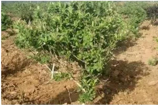 金银花的种植方式,以播种和扦插为主