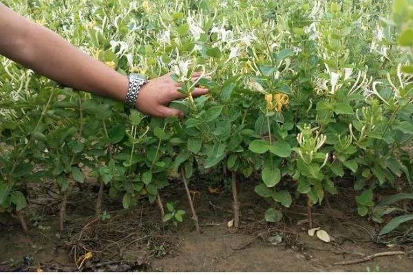 金银花的种植方式,以播种和扦插为主