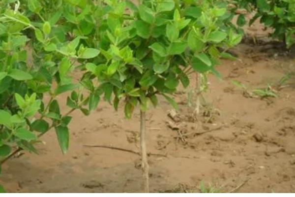 金银花的种植方式,以播种和扦插为主