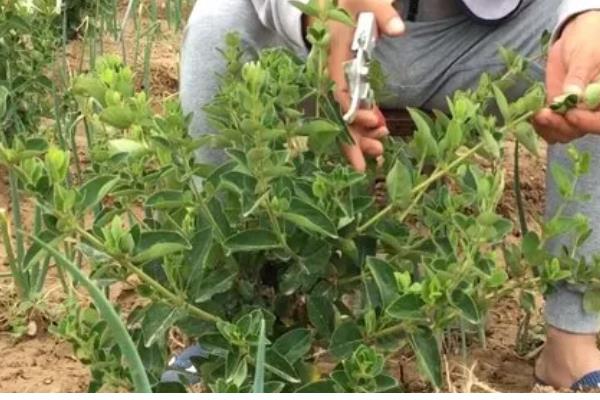 金银花的种植方式,以播种和扦插为主