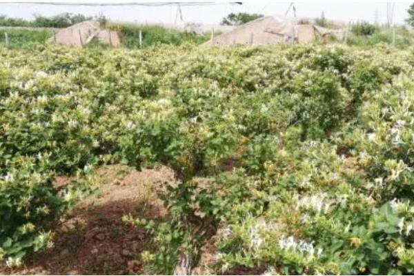 金银花的种植方式,以播种和扦插为主