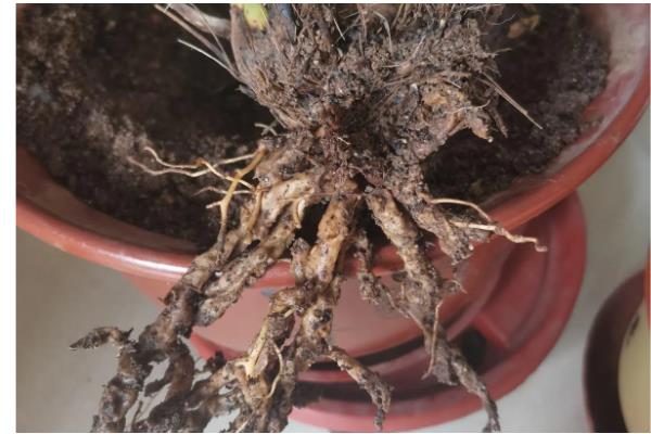 植物烂根怎么办,剪除烂根洗净晾干后再重栽