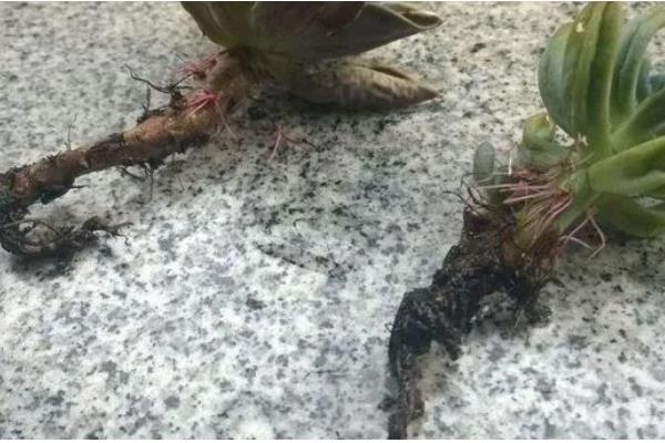 植物烂根怎么办,剪除烂根洗净晾干后再重栽