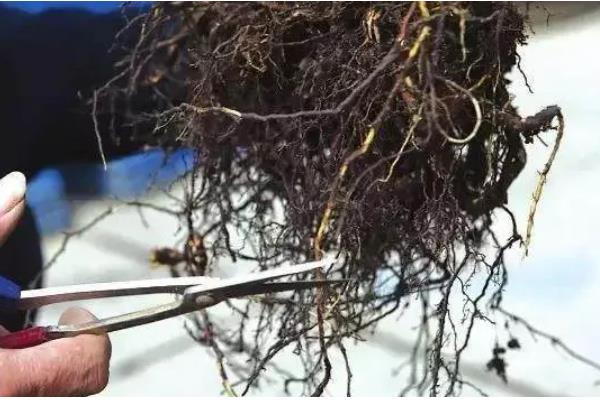 植物烂根怎么办,剪除烂根洗净晾干后再重栽