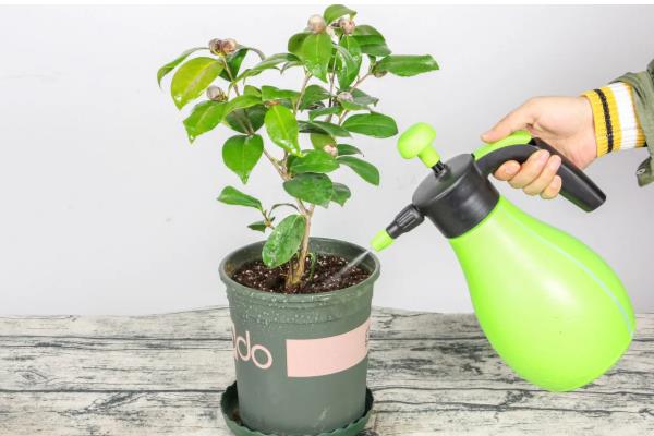 植物烂根怎么办,剪除烂根洗净晾干后再重栽