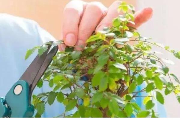 植物烂根怎么办,剪除烂根洗净晾干后再重栽