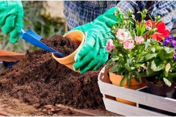 植物烂根怎么办,剪除烂根洗净晾干后再重栽