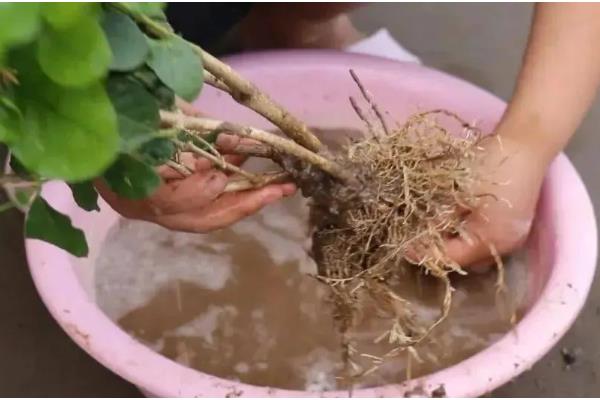 植物烂根怎么办,剪除烂根洗净晾干后再重栽
