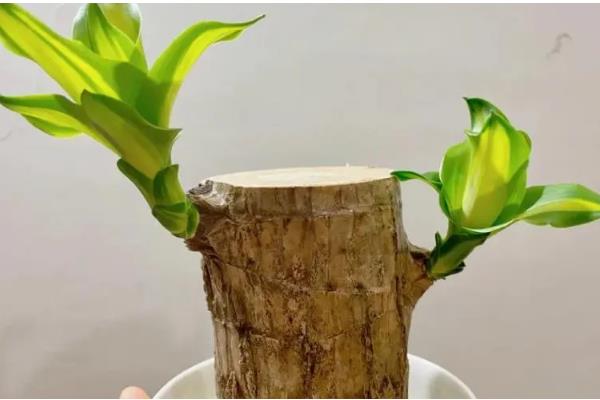 巴西木是巴西铁吗,二者没有区别