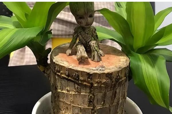 巴西木是巴西铁吗,二者没有区别