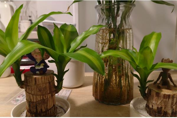 巴西木是巴西铁吗,二者没有区别