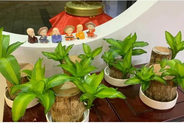 巴西木是巴西铁吗,二者没有区别