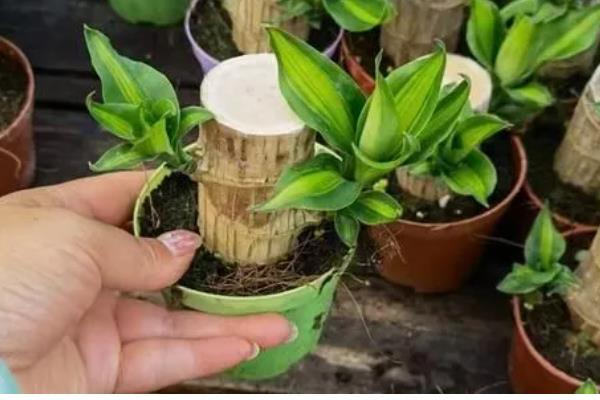 巴西木是巴西铁吗,二者没有区别