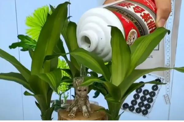 巴西木是巴西铁吗,二者没有区别