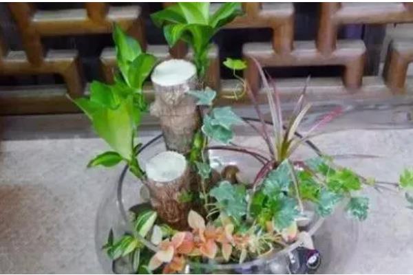 巴西木是巴西铁吗,二者没有区别