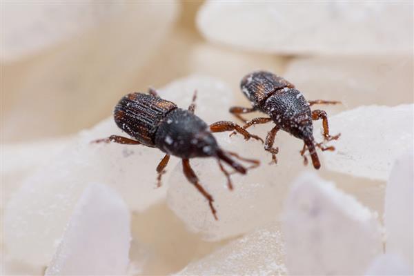 有什么办法可以解决麦牛虫，可使用诱捕器诱捕