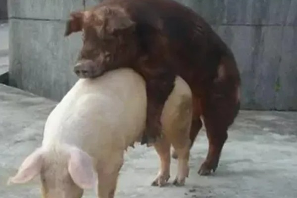 怎样判断母猪配种成功，成功后外阴部不再有粘液产生