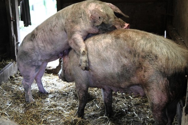 怎样判断母猪配种成功，成功后外阴部不再有粘液产生