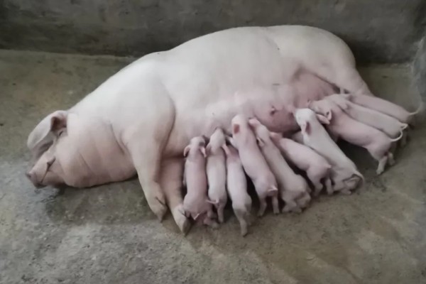 怎样判断母猪配种成功，成功后外阴部不再有粘液产生