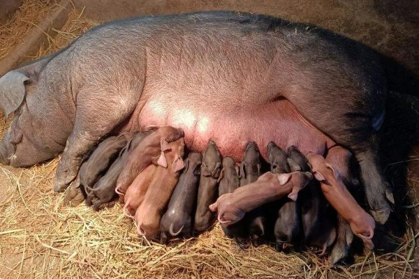 怎样判断母猪配种成功，成功后外阴部不再有粘液产生