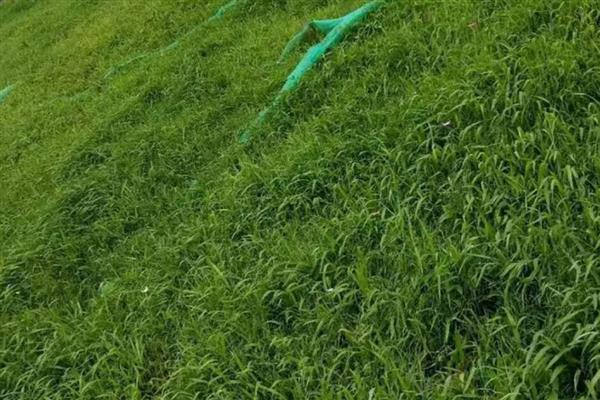 护坡草的种法，撒好种子的表面要覆盖一层薄土