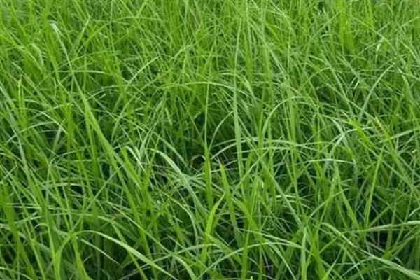 护坡草的种法，撒好种子的表面要覆盖一层薄土