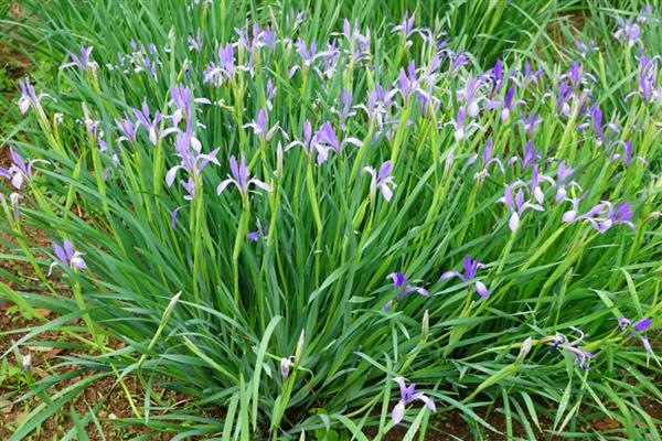 护坡草的种法，撒好种子的表面要覆盖一层薄土
