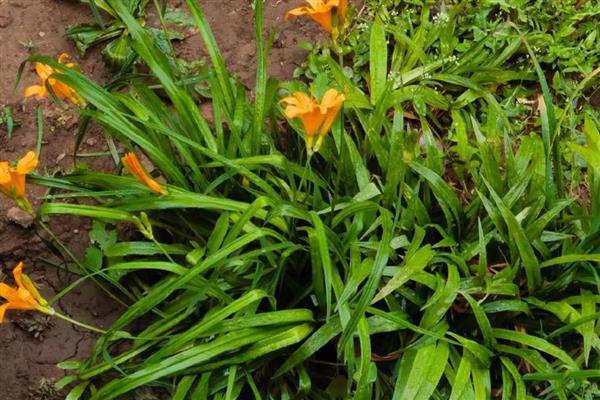 护坡草的种法，撒好种子的表面要覆盖一层薄土