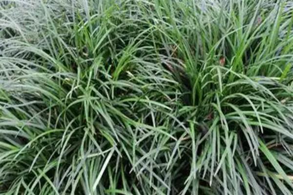 护坡草的种法，撒好种子的表面要覆盖一层薄土