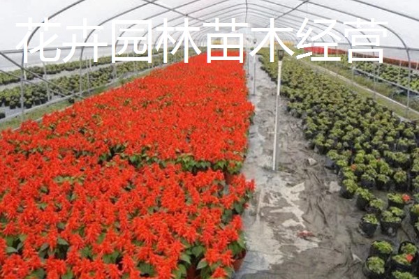 哪些项目能在农村发展,以下5种可以考虑