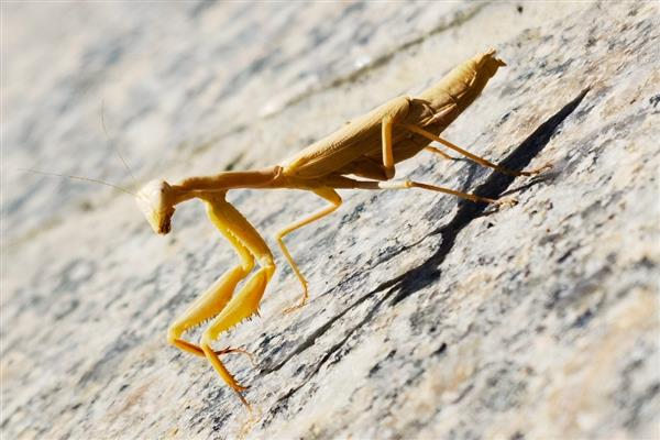 黄色螳螂是哪种螳螂,是黄花螳螂
