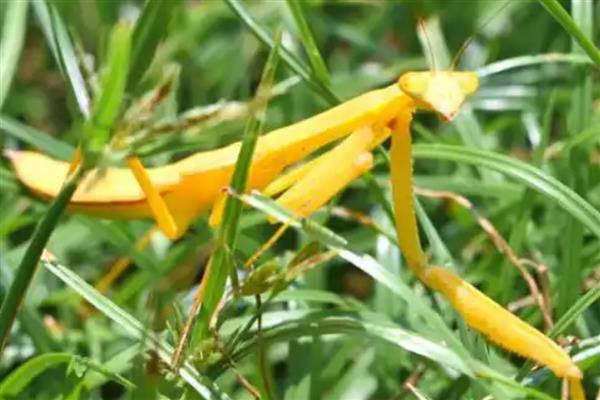 黄色螳螂是哪种螳螂,是黄花螳螂
