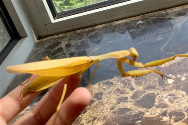 黄色螳螂是哪种螳螂,是黄花螳螂