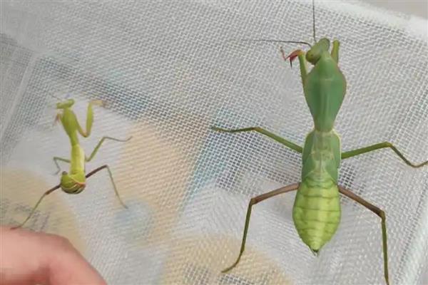 黄色螳螂是哪种螳螂,是黄花螳螂