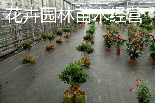 哪些项目能在农村发展,以下5种可以考虑