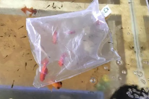金鱼入缸方法，连带着包装袋一起放入缸内可让它快速适应水温
