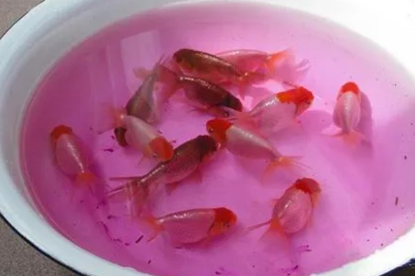 金鱼入缸方法，连带着包装袋一起放入缸内可让它快速适应水温