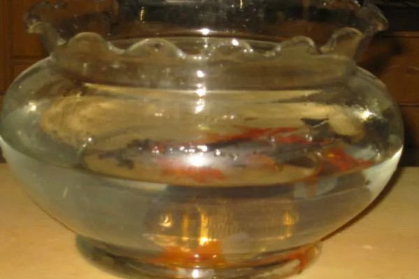 金鱼入缸方法，连带着包装袋一起放入缸内可让它快速适应水温