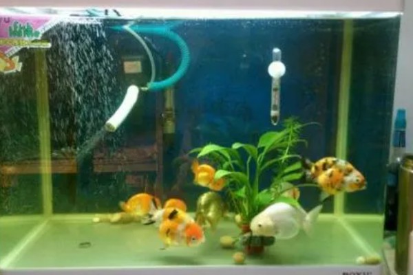 金鱼入缸方法，连带着包装袋一起放入缸内可让它快速适应水温