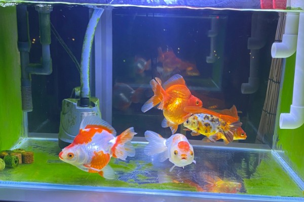 金鱼入缸方法，连带着包装袋一起放入缸内可让它快速适应水温