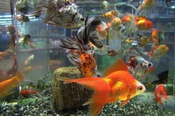 金鱼入缸方法，连带着包装袋一起放入缸内可让它快速适应水温