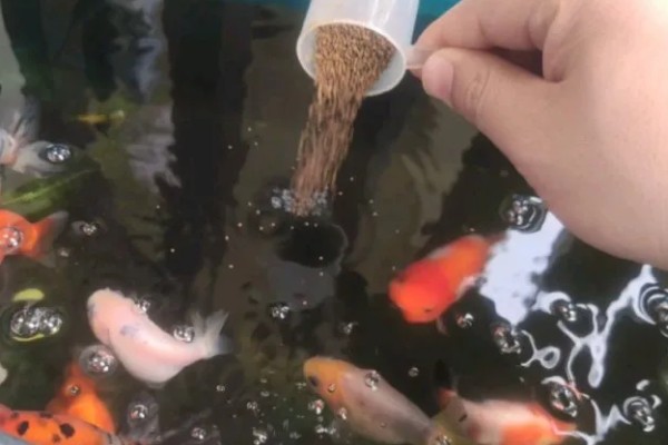 金鱼入缸方法，连带着包装袋一起放入缸内可让它快速适应水温