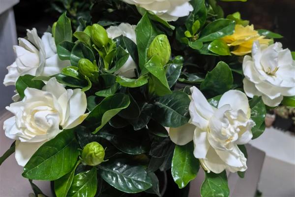 栀子花能耐多少度的低温,只能耐受0摄氏度左右的温度