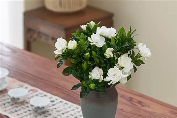 栀子花能耐多少度的低温,只能耐受0摄氏度左右的温度