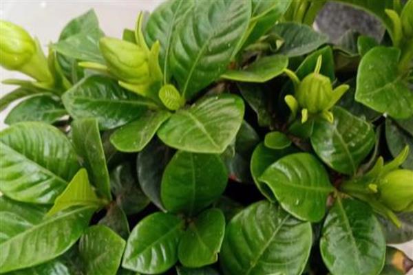 栀子花能耐多少度的低温,只能耐受0摄氏度左右的温度