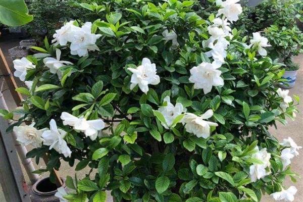 栀子花能耐多少度的低温,只能耐受0摄氏度左右的温度